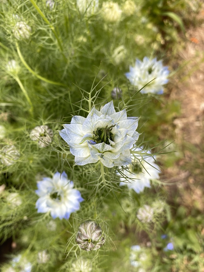 White Nigella flowers with pale blue petal tips in a haze of delicate spiny foliage