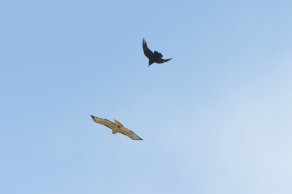 A red-tailed hawk flying, with a crow somewhat close above them