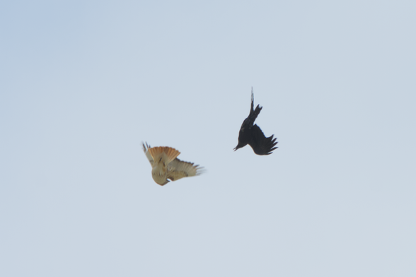 The crow much closer to the hawk and cawing at them, who has pulled their wings in a bit to dive away from the crow