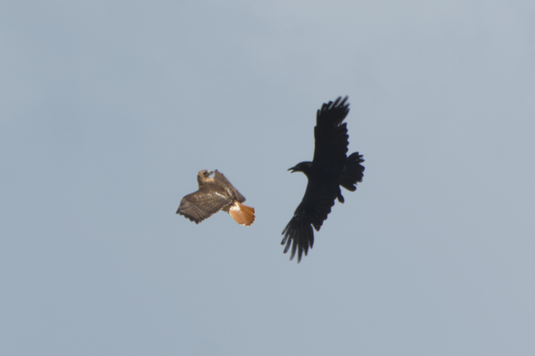 A red-tailed hawk flying slightly upwards with a crow flying very close behind them, the hawk has their head rotated all the way back to look at the crow while the crow is looking back and cawing