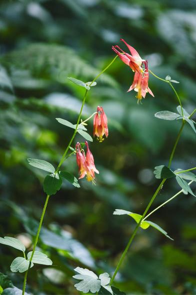 Elegant red and yellow wild columbine flowers hang delicately from thin stems, arching above soft green foliage in a shady woodland setting.