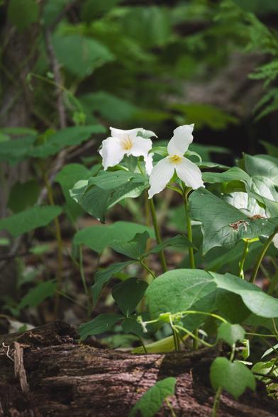 Two white trillium flowers with three broad petals each, blooming above a bed of large green leaves in a lush forest clearing.