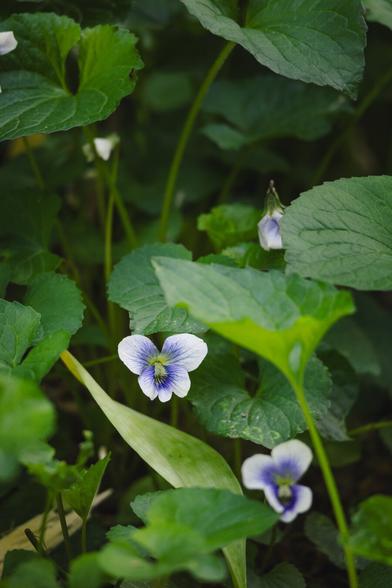 Small purple-and-white violet flowers peek out among rounded green leaves on the forest floor, lit by soft filtered light