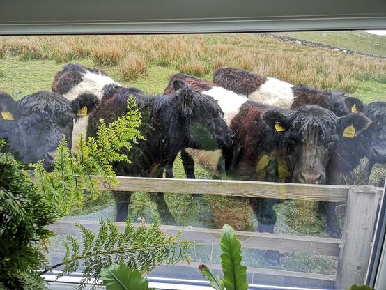 Belted Galloway calves gather by the wooden fence outside the kitchen window. There are ferns, houseplants, inside obscuring the view a little.