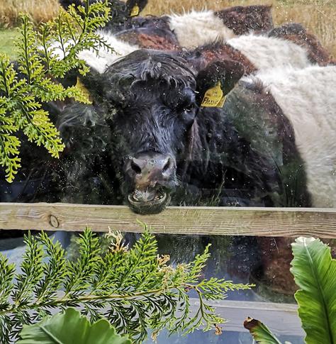 One of the calves, called Flossie by its ear tag, looks in the window. It is caught mid-chew, as if it's laughing.