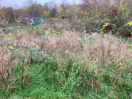 An overgrown allotment plot in mid November. Yellowed leaves of raspberries dot around the front dominated with green fresh growing grass or the dead brown variety. In the distance the brown shed can be seen with its black square window. A sprawling blackberry bramble is halfway down.