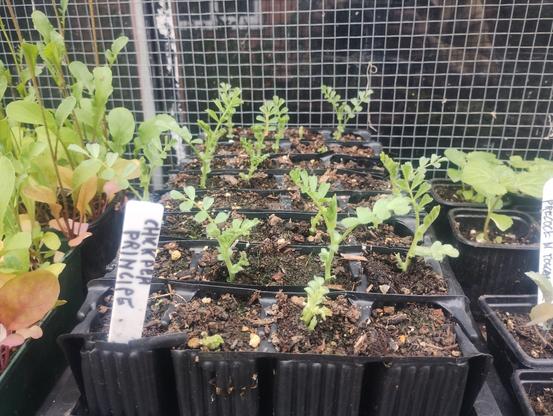 Chickpea seedlings in root trainers
