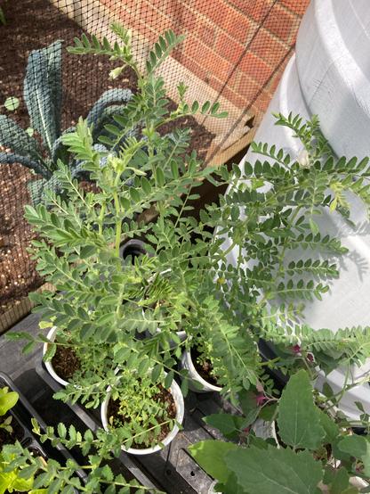 Four chickpea plants growing on in recycled yoghurt pots next to a grey water butt alongside a wall. The plants will be transplanted out on an allotment plot in a few days time. They are growing well, there’s even a single white flower showing. A few leaves of tree spinach plants are visible growing in yoghurt pots next to them.