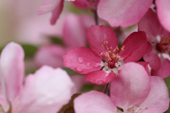 Macro photo of a a cherry blossom (or possibly apple or plum) nestled within several other surrounding blossoms. This one boasts a rich deeper pink, while the ones surrounding are lighter pink. The slightly cupped petals are decorated with some water droplets from a recent rain fall.