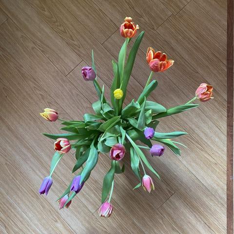 A vase of multi coloured tulips seen from above.