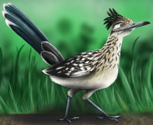 Realistic drawing of a beige bird with darker spots and long dark teal tail feathers. It has slightly long neck, blue-gray legs and beak and brush of dark feathers on its head. The bird is walking on dirt, to right side od picture. There is grass and blurry green spots in the background.
