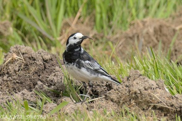 A Pied Wagtail stands on the ground amid grass and dirt, holding a small insect in its beak.