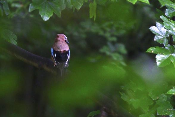 Viewed from behind and surrounded by green leaves, a jay perched in a tree