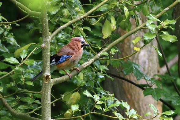 Viewed side on and surrounded by green leaves, a jay perched in a tree