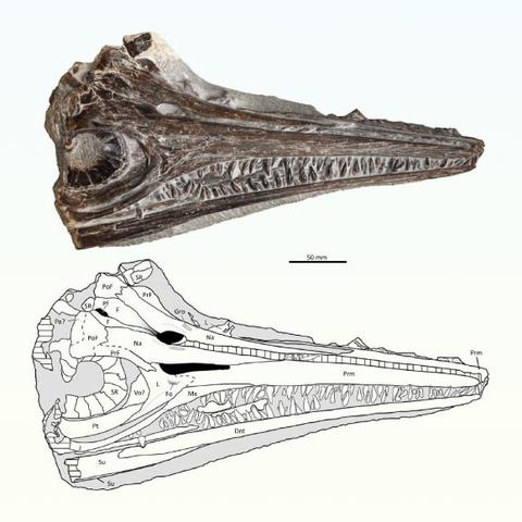 Gadusaurus aqualigneus. Image credit: Pratas e Sousa et al., doi: 10.4202/app.01199.2024.
