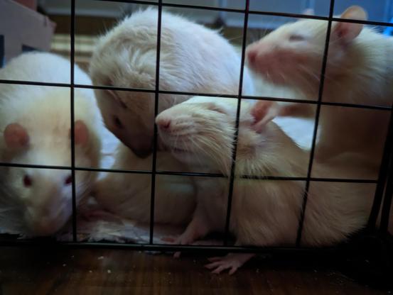a group of rats clamoring to get out of their playpen