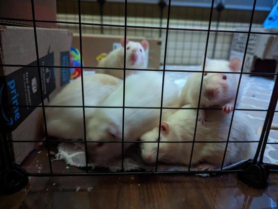 a group of rats clamoring to get out of their playpen