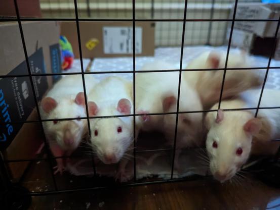 a group of rats clamoring to get out of their playpen
