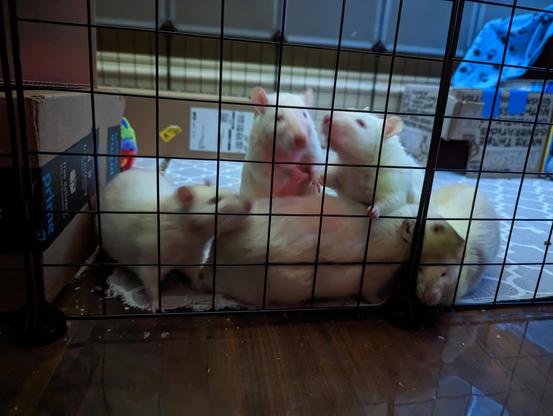 a group of rats clamoring to get out of their playpen