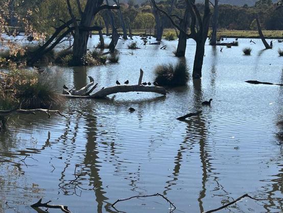 An area of dark water with dead tree trunks & wetland shrubs. Near the centre is a curved log with a number of ducks perched on it.