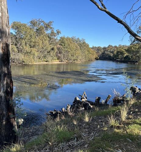 A view of a very low Murray River with gravel clearly visible not far from the bank. Bleached dead wood lines the bank on the foreground & bush & trees are visible on the other side of the river.