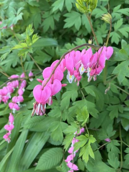 Bright pink and white Bleeding Heart blooms hanging mid frame with greenery behind