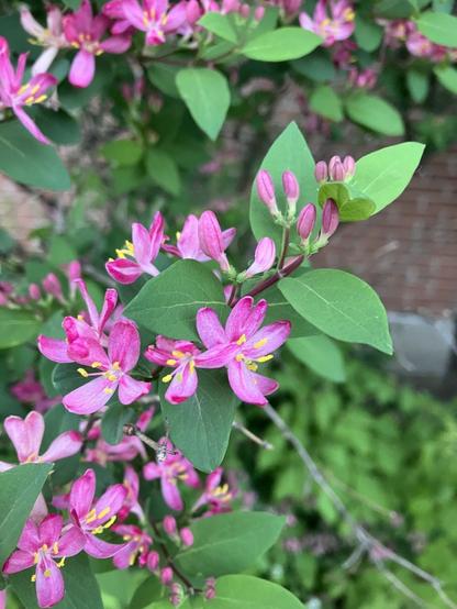 Tartaran Honeysuckle in bright pink blooming on branches with green leaves and a brick wall behind