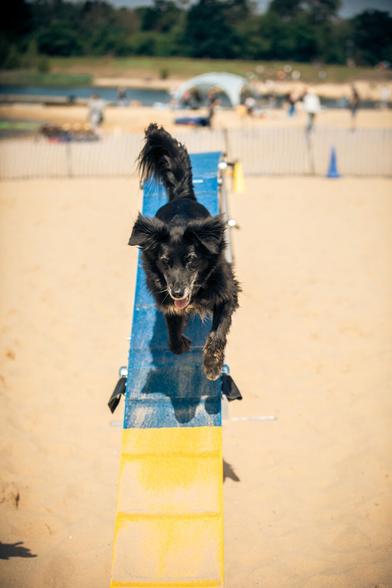 Ein schwarzer Hund läuft über das Hindernis "Brücke" beim Agility. Im Hintergrund ist Sand zusehen. Die Aufnahme entstand im Rahmen der Bundeshundespiele 2024.