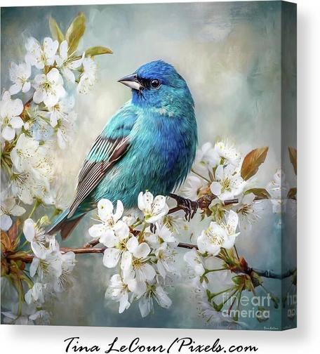 This is a canvas of a pretty indigo bunting bird perched in some white cherry blossom flowers.