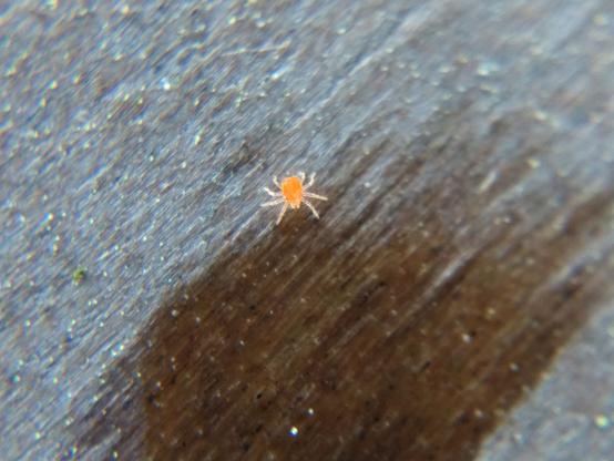A tiny, squarish orange mite drinks from a drop of water that has sunk into the wooden picnic table it's on.