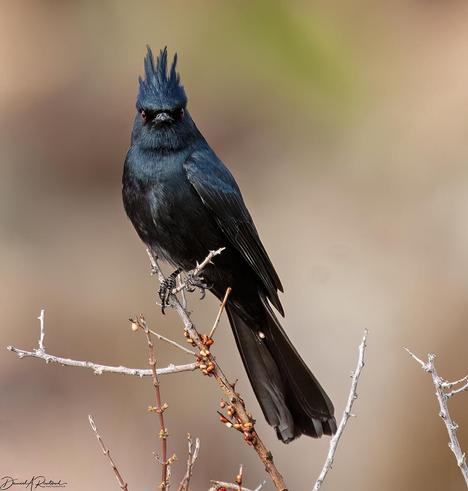 Blue-black bird with pointy crest, long tail, and red eyes, perched on a bare twig and staring into the camera