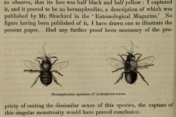 Image of part of a page of The Zoologist (1845) featuring two images of a 'hermaphrodite' (gynandromorph) bee as viewed from above (left) and below (right).