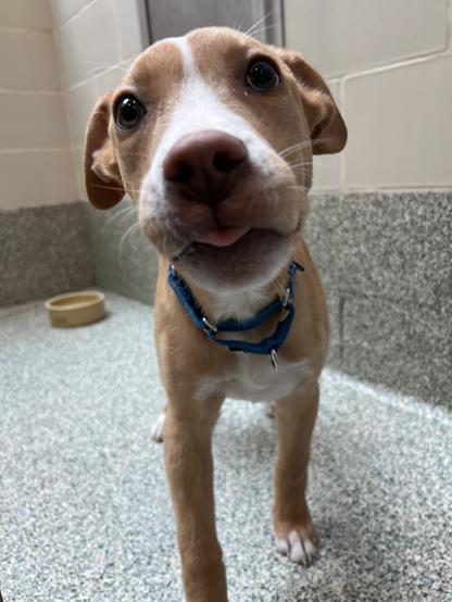 3 month old ekko shortly after he came to the mspca. he's standing in a room at the shelter with white cinderblock walls and gray patterned floor. He's mostly tan, with white around his snout and between his eyes. He also has a white chest and feet. He's very close to the camera and his tongue is sticking out a bit.