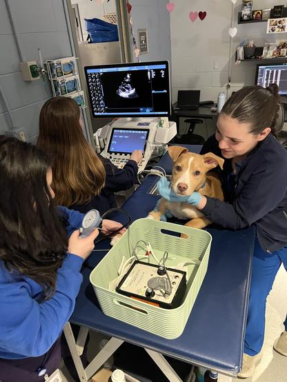 Ekko undergoing testing at Angell. He's on a navy blue exam table in a room with many computers. He's looking up at the camera while a vet tech with long brown hair in a braid holds him. Another vet tech  with long brown hair in the foreground is looking at a medical device, taking a reading. A staffer behind her is operating an echocardiogram machine. Ekko is tan with white between his eyes and on his snout. His belly is also white.
