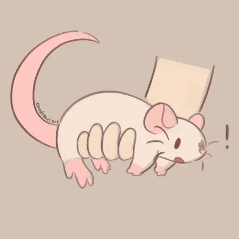 a siamese pet rat is scooped up into the air by a hand under their belly. they look shocked!