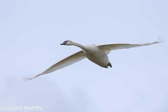 A Mote Swan flying with its wings fully spread against a pale blue sky.