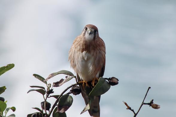 In the photo, you can see an Australian falcon (Falco cenchroides) perched on a magnolia branch. It's a small falcon (about 31 to 35 cm long) looking forward contemplatively. Its feathers are reddish-brown to white. The background of the image is the blue-green sea.
