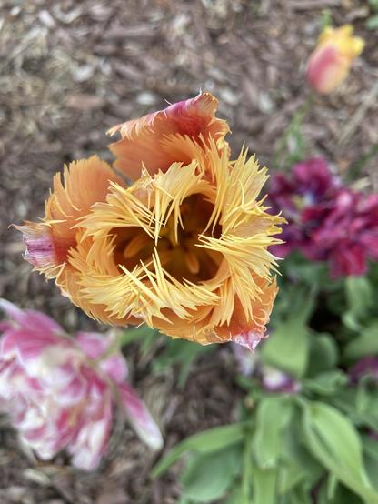 Looking straight down at an orange and red tulip with fringed petals. The petals have already faded somewhat. Through the yellow fringe, we see the dark depths of the interior of the forest