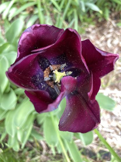 Looking straight down at a deep dark purple tulip with yellow pistil. At the base of the interior, there's an orange spot surrounded by purple, and lots of little white specks. It looks almost like corroded or rusted metal.