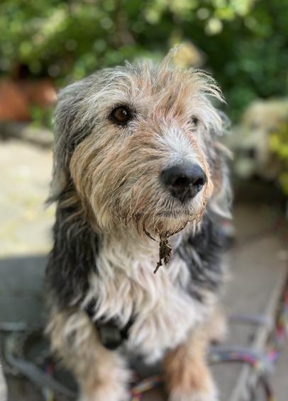 Porträtfoto eines struppigen Hundes mit Blattresten im Kinnbart