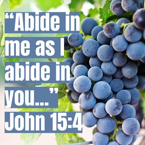 An image featuring clusters of blue grapes with a background of green leaves. Text overlay includes a quote: "Abide in me as I abide in you..." followed by the reference John 15:4.