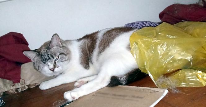 A one-eyed lynx-point Siamese lying under a bed, that is covered with junk.