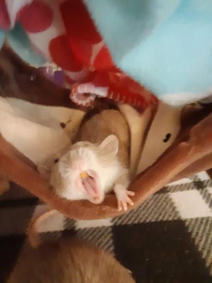 A pet rat photographed mid yawn, giving the appearance of shouting.