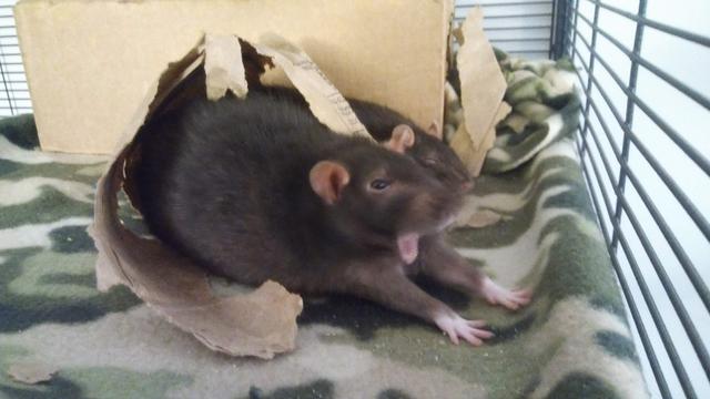 A pet rat photographed mid yawn, giving the appearance of shouting.