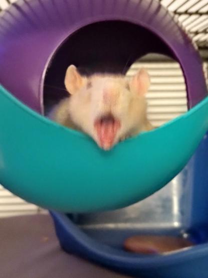 A pet rat photographed mid yawn, giving the appearance of shouting.