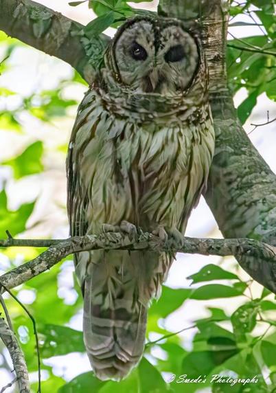"This image beautifully captures a barred owl perched gracefully on a sturdy tree branch. Its rounded head and large, dark eyes give it an intense yet calm presence. The intricate brown and white feather patterns, featuring horizontal and vertical stripes, blend seamlessly with the textured bark of the tree. The owl's gaze is steady, observing its surroundings with a quiet intelligence. Its sharp, curved talons grip the branch firmly, and its slightly puffed-up chest adds to its dignified appearance. The background consists of lush green foliage, softly blurred, creating a natural frame that highlights the owl’s striking features. A subtle signature, "Swede's Photographs," is present in the bottom right corner of the image, indicating the artist behind the capture." - Copilot
