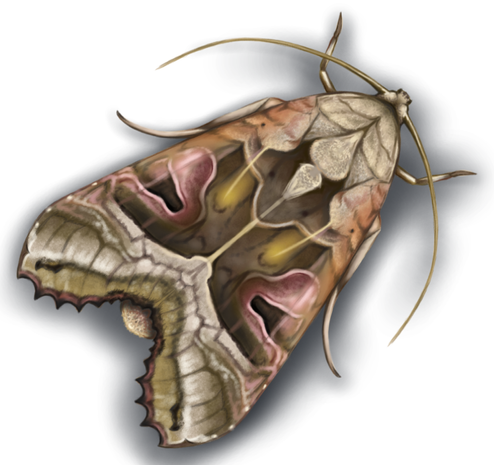 Realistic drawing of a moth, close zoom, depicted from above. The moth is beige with darker brown parts and few pink and yellow spots. It wings are closed so its body has triangle shape.