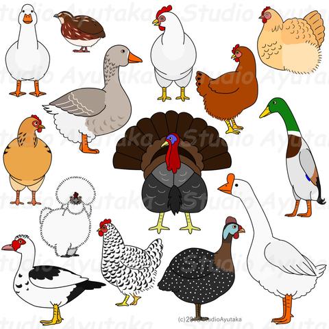 a bundle of poultry clip arts.