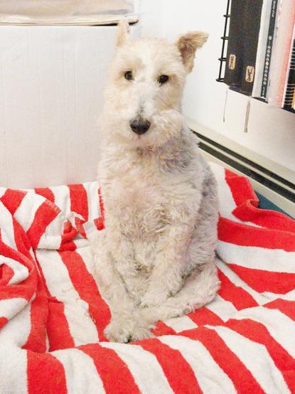 A dog sits weirdly upright on a striped towel, with their front paws tucked in between their hind legs.