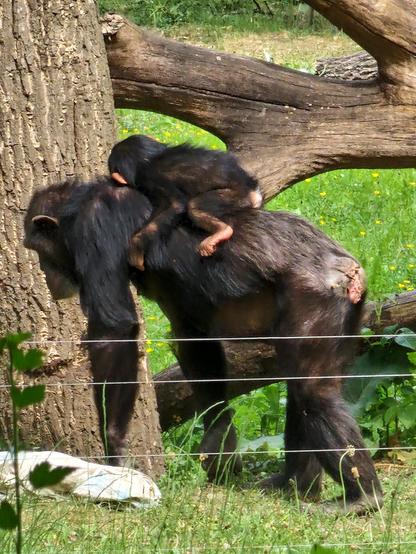 The image depicts a chimpanzee and its infant in a naturalistic enclosure. The adult chimpanzee, with dark, shaggy fur, is walking on all fours, with its infant clinging to its back. The infant, smaller and with lighter fur, is securely positioned, holding onto the adult's fur with its hands. The adult's back shows a reddish-brown patch, possibly a wound or natural skin variation. They are near a large tree trunk, with a fallen branch in the background, surrounded by green grass and yellow flowers. A wire fence is visible in the foreground, indicating the enclosure's boundary. The scene is set in a sunny, outdoor environment, suggesting a habitat designed to mimic the chimpanzees' natural surroundings.
